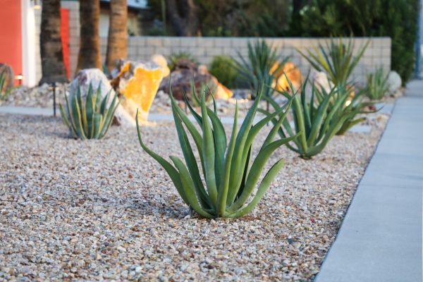 Drought Resistant Landscaping in Camarillo