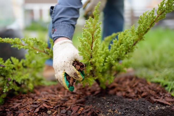 Church Mulching in Camarillo