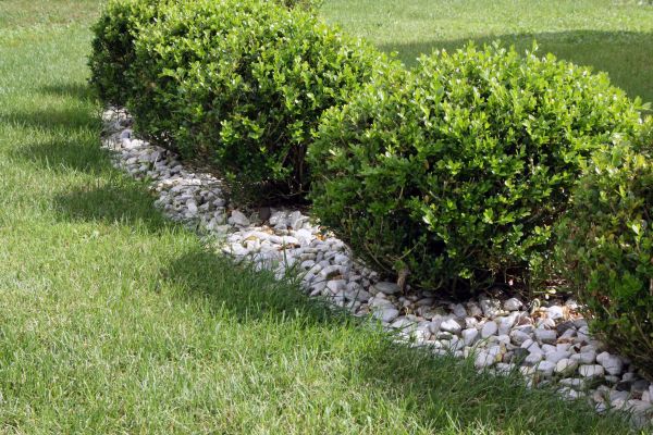 Boxwood Planting in Camarillo