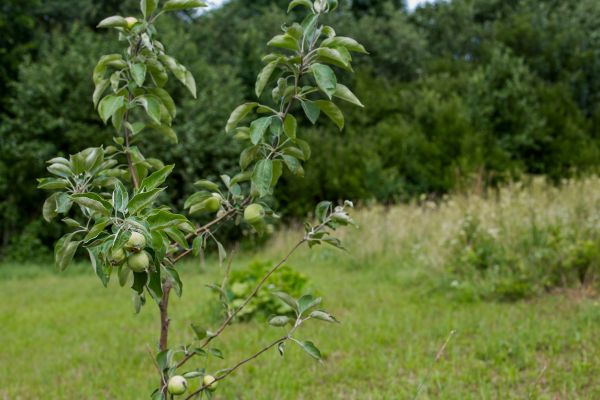 Apple Tree Planting in Camarillo