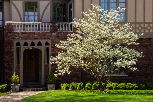 Dogwood Tree Planting in Camarillo